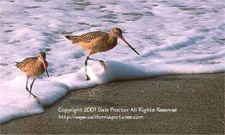 California Coastal Birds