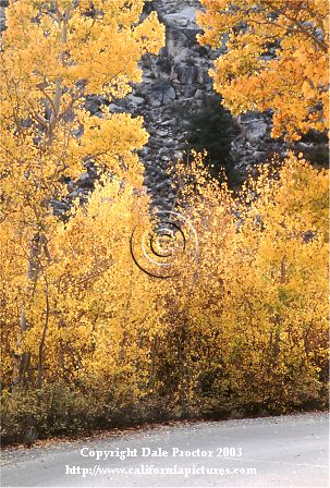 outdoors scenes of aspen trees, road pictures