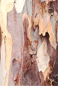Eucalyptus tree bark trunk view nature scenes photos
