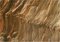 tree bark patterns