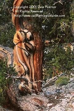 White Mountains tree photographs, California