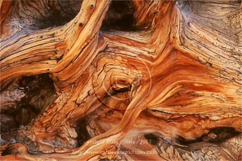 beautiful image of tree bark trunk patterns in nature