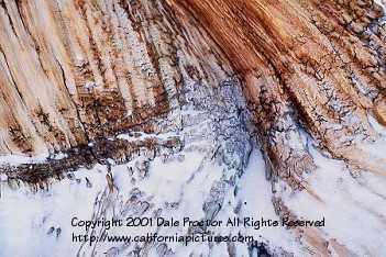 Ancient Bristlecone Pine tree trunk pictures