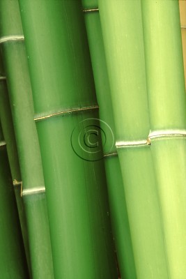 Bamboo tree patterns in nature