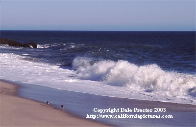 California coast waves birds on sandy beach stock photography