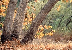 Autumn Sycamore trees, Chesebro Canyon Agoura Hills California photo