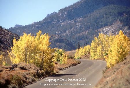 Eastern Sierra, Bishop Creek Canyon, fall color