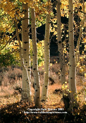 Light over mountain, prints of Aspen trees in fall foliage along Eastern Sierra, California Inyo National Forest stock images