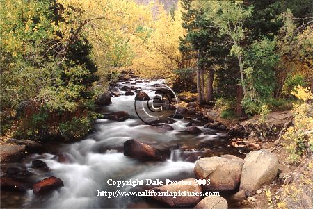 Grove of Aspen trees in autumn colors Pine trees big rocks boulders water canyon