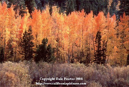 Eastern Sierra autumn color North Lake, Bishop Creek Canyon Inyo National Forest scenes