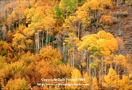 Golden Aspen trees, South Fork Bishop Creek Canyon, Eastern Sierra autumn
