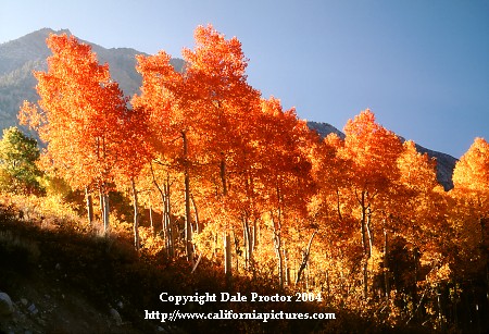 Red Aspen trees backlight red fire colors Bishop Creek Canyon inyo National Forest