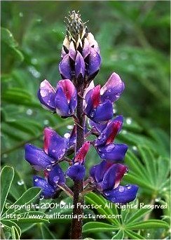 California wildflower purple lupine, spring