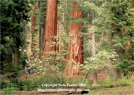 Scenic view of California Mountain Dogwood groves blooming in spring, Giant Forest area