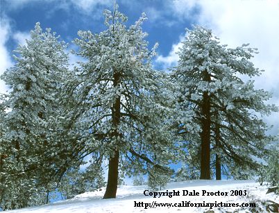 Trees, snow scenes, Los Padres National Forest, California pictures, winter