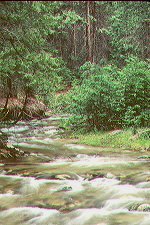 picture of Bubb's Creek, Kings River