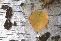 picture of river birch tree trunk leaf in autumn color tree grove