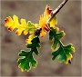 Malibu Creek State Park California photos fall oak leaves turning on tree branch close-up