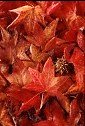 red leaves, autumn color beautiful fall photos art prints available for office walls, decor