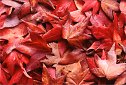 dry pile of leaves red of Liquid Amber tree Newbury Park