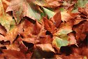 Sycamore leaves photo forest scenery autumn color