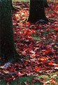 liquid amber leaves photos of tree trunks, moss green grass photo, autumn scenery photos California garden park photo