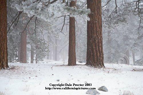 Pine trees snow, landscape photos, Jeffrey Pine trees