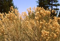 Los Padres National Forest pictures, fall Rabbitbrush shrub golden color