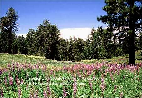 California wildflower pictures, national forest purple lupine field, spring