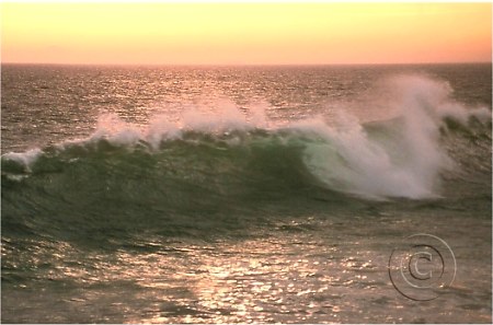 summer cresting curl, wave in California coast sunset