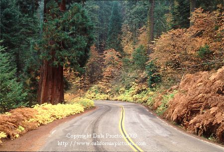California beautiful landscape forest road, scenic California images collection.
