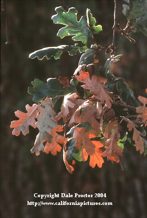Valley Oak tree fall foliage, leaves on tree