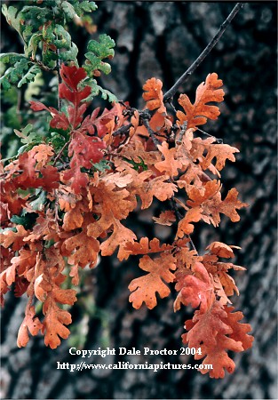 Valley Oak tree foliage, reds, oranges