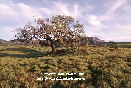 Valley Oak tree photographs, scenic, California pictures