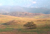California valley oak tree in large meadow, grass, Pacific Coast mountain photos