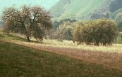 oak grove in valley morning rural landscapes canyon stock photography