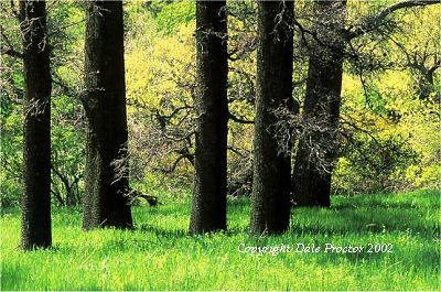 Oak Trees Photo Scenery, Beautiful California, Spring