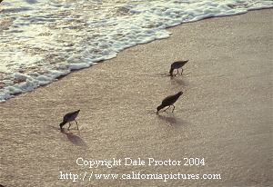Bird pictures, Sandpipers California Coast