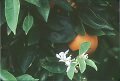 navel orange on tree, blossoms