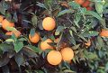 oranges on tree fruit orchard