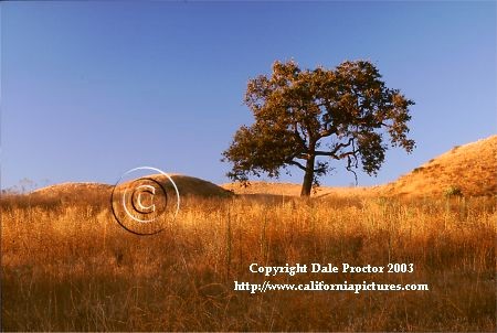 Oak tree print landscape photography