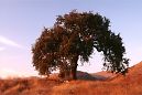 Valley Oak tree single tree on hill top sunset