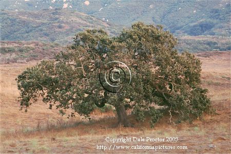 Oak tree Conejo Valley