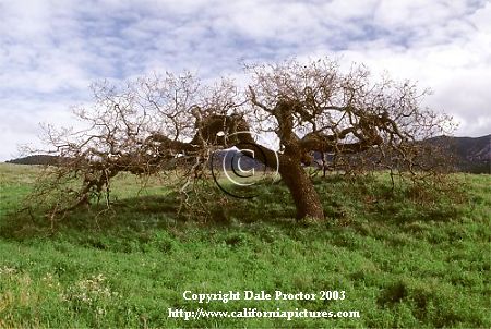 Photo of Conejo Valley lone oak tree