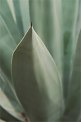 California garden agave succulents cactus