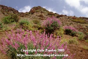 California wildflowers beautiful landscape photo Bush Lupine