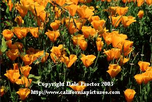 California wildflowers blooming Santa Monica Mountains