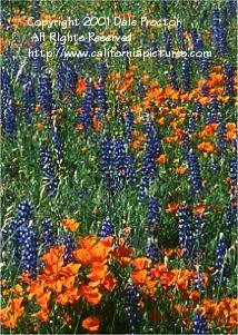 Ca wildflowers, poppies, lupine, California photos, spring
