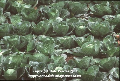 pictures of cabbage plants in field crop vegetables