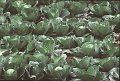green cabbage field background